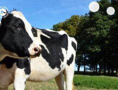 LSL Select Price Report – Cattle Mart 01/03/2022