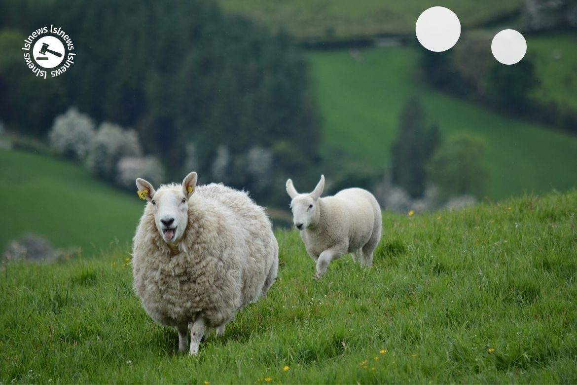 LSL Select Price Report – Sheep Mart 01/03/2022