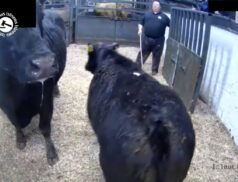 Must see lot 528 at Milford Coop Mart – Sold for €2,540 via LSL Auctions