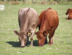 LSL Select Price Report – Cattle Mart 02/03/2022
