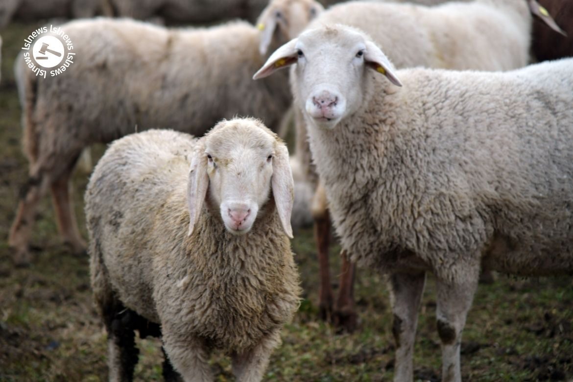 LSL Select Price Report – Sheep Mart 02/03/2022