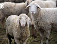 LSL Select Price Report – Sheep Mart 02/03/2022