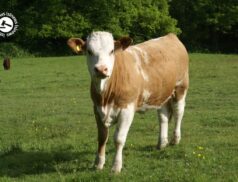 LSL Select Price Report – Cattle Mart 03/03/2022