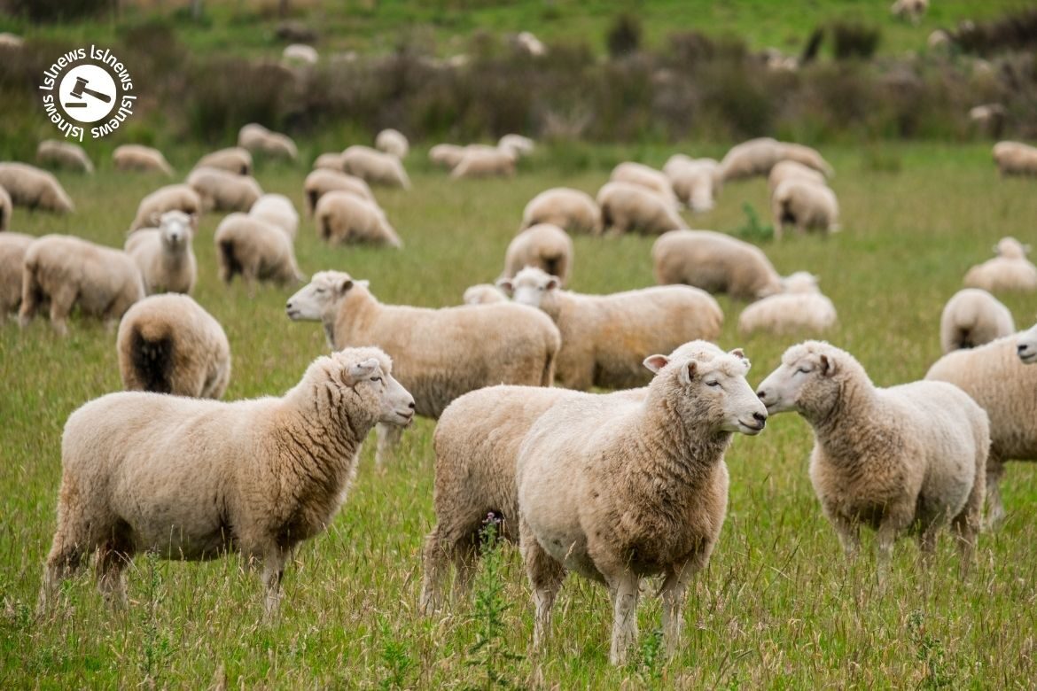 LSL Select Price Report – Sheep Mart 03/03/2022