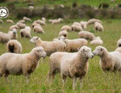 LSL Select Price Report – Sheep Mart 03/03/2022