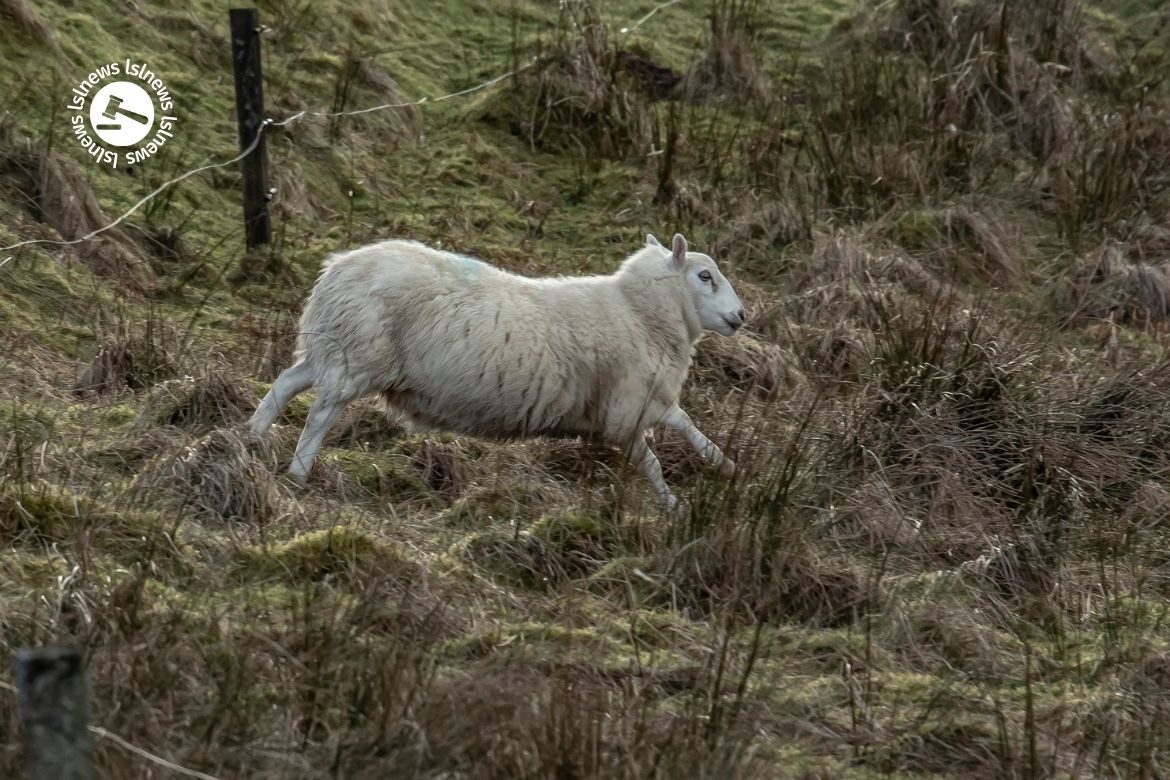 LSL Select Price Report – Sheep Mart 08/03/2022