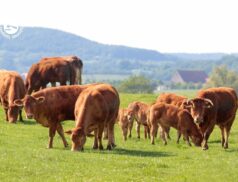 LSL Select Price Report – Cattle Mart 01/12/2022