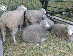 LSL Select Price Report – Sheep Mart 09/03/2022