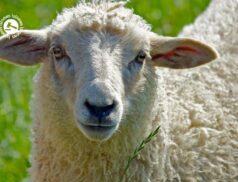 LSL Select Price Report – Sheep Mart 11/03/2022