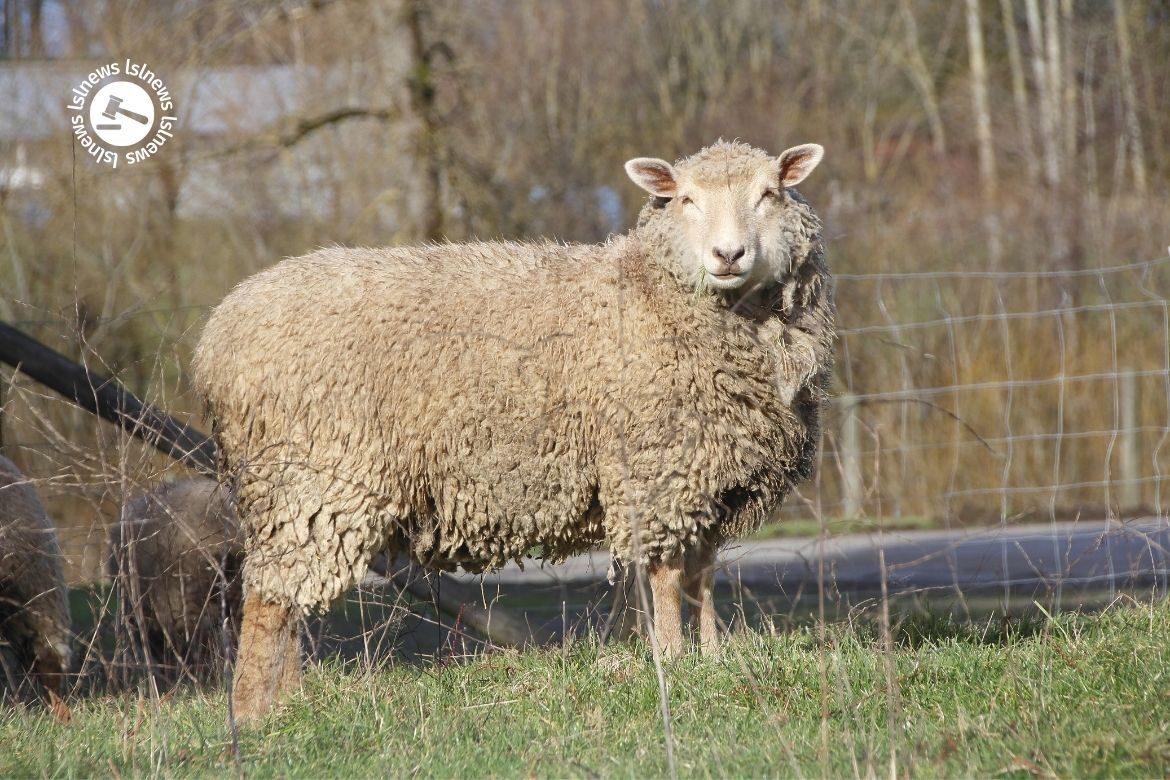 LSL Select Price Report – Sheep Mart 14/03/2022