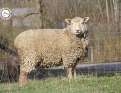 LSL Select Price Report – Sheep Mart 14/03/2022