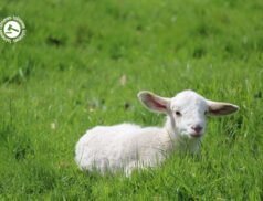 LSL Select Price Report – Sheep Mart 15/03/2022