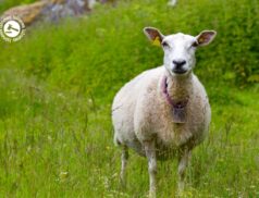LSL Select Price Report – Sheep Mart 18/03/2022