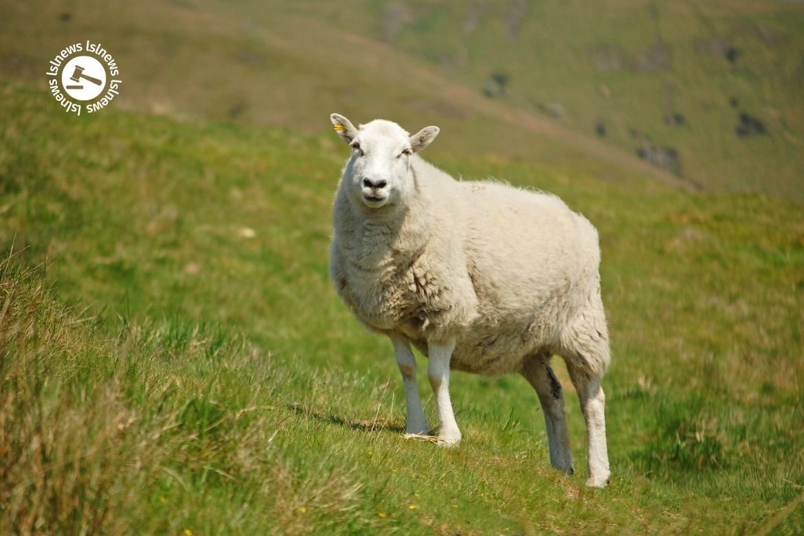 LSL Select Price Report – Sheep Mart 21/03/2022
