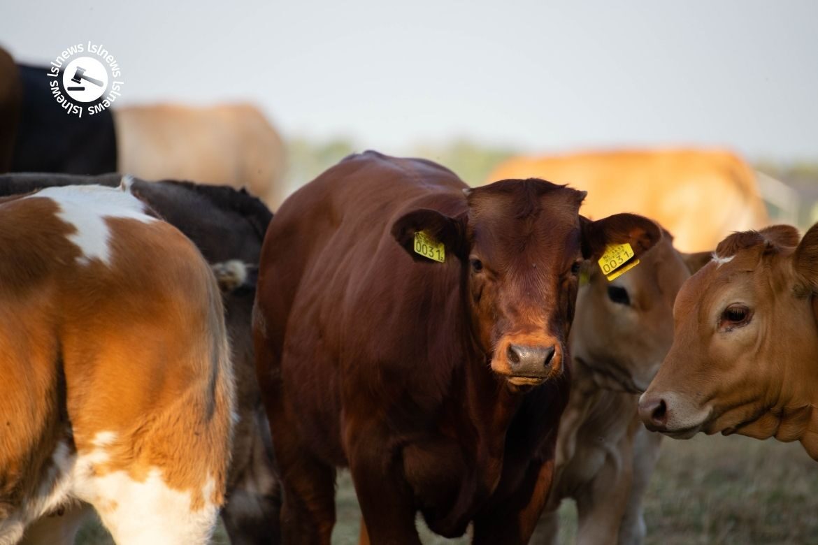 LSL Select Price Report – Cattle Mart 29/06/2022
