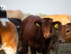 LSL Select Price Report – Cattle Mart 29/06/2022