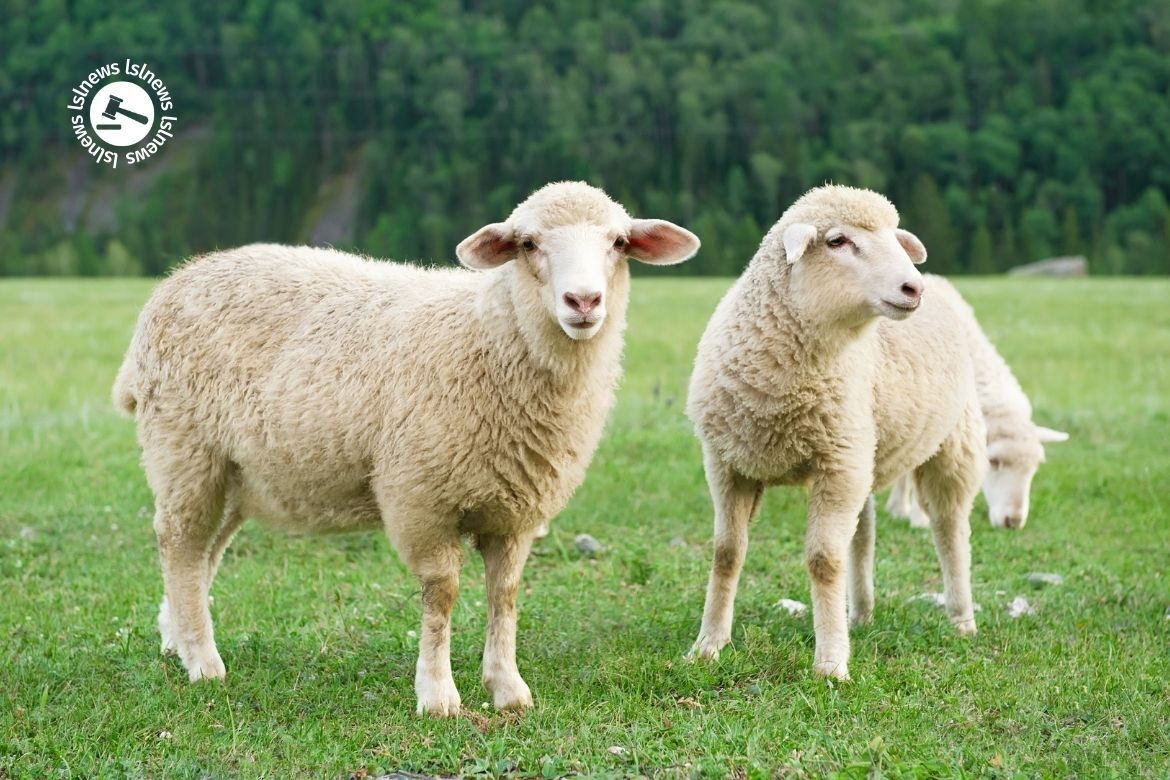 LSL Select Price Report – Sheep Mart 01/12/2022