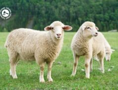 LSL Select Price Report – Sheep Mart 01/12/2022