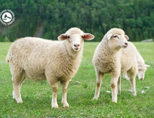 LSL Select Price Report – Sheep Mart 27/04/2022