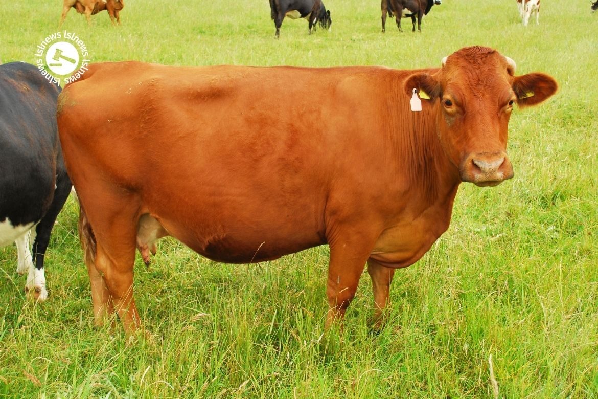 LSL Select Price Report – Cattle Mart 31/01/2023