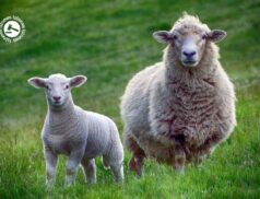 LSL Select Price Report – Sheep Mart 24/05/2022