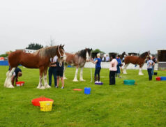 Agricultural show