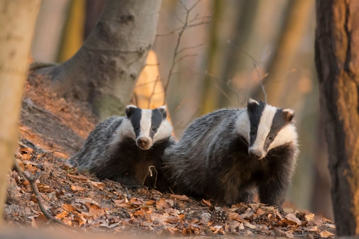 Badger culling