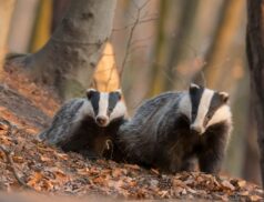 Badger culling