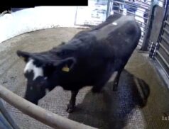 Big interest in this LMX at Mohill Mart, lot 960 sold for €2,520 via LSL Auctions