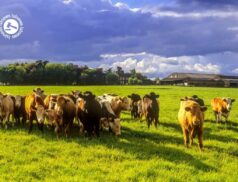 LSL Select Price Report – Cattle Mart 01/03/2022