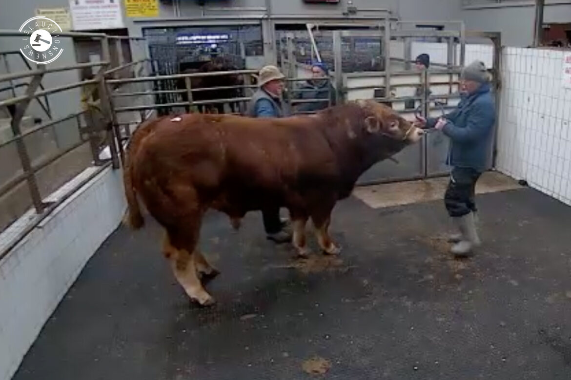 Unreal Super Animal at Ennis Mart. Check out this Limousin in Lot 20 sold for €3,900