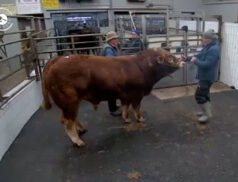 Unreal Super Animal at Ennis Mart. Check out this Limousin in Lot 20 sold for €3,900