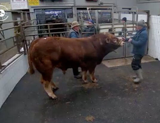 Unreal Super Animal at Ennis Mart. Check out this Limousin in Lot 20 sold for €3,900