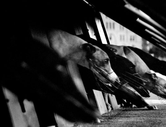 Greyhound racing