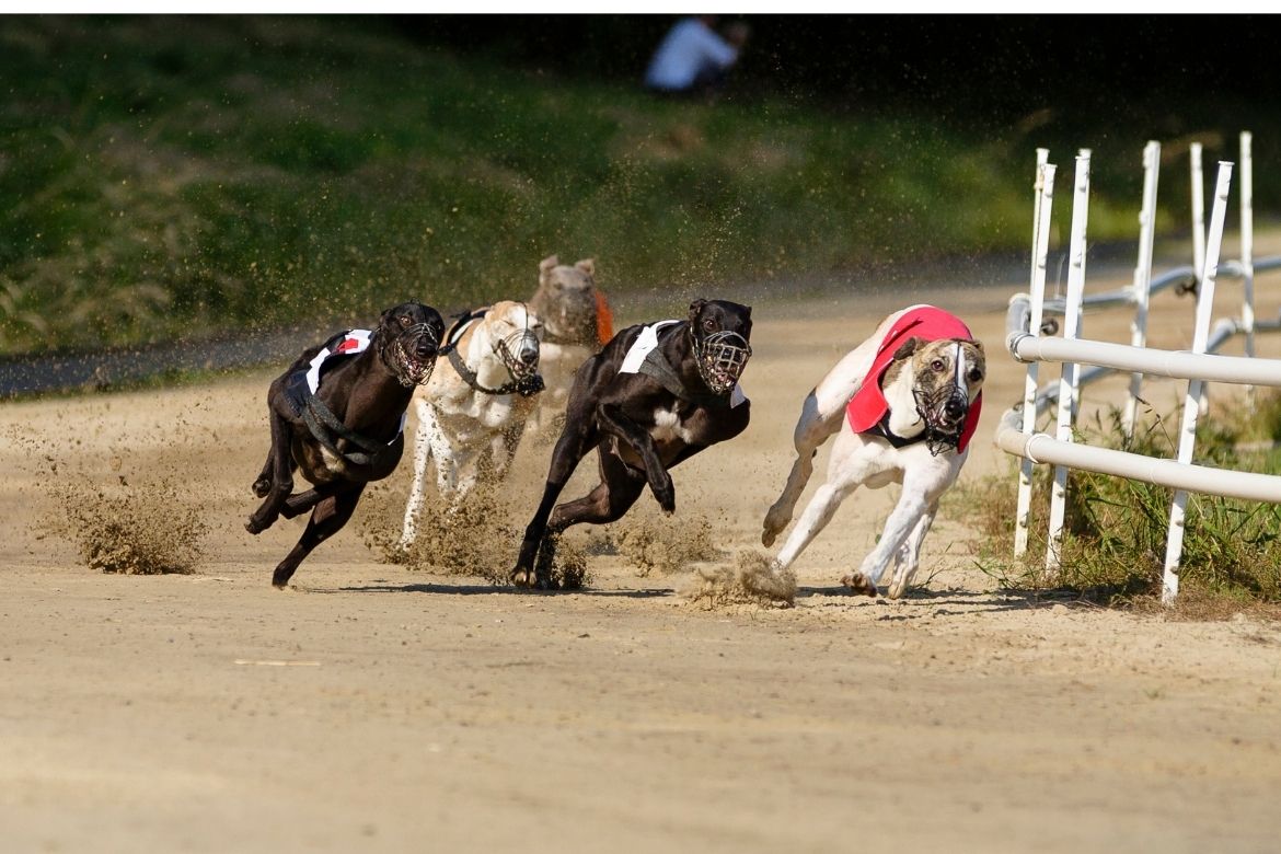 Igb Greyhound Trials & Auction - Curraheen Park - 11 03 - Lsl Auctions News