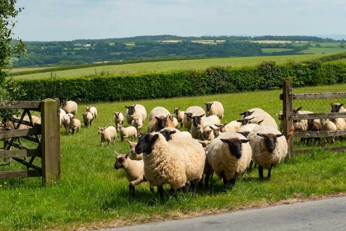 Sheep farmers