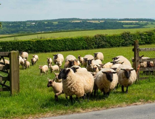 Sheep farmers