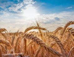 Wheat