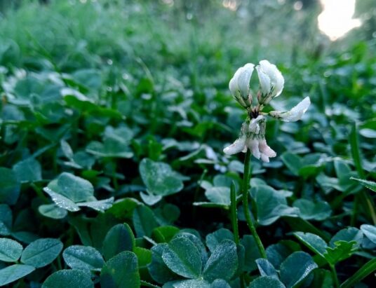 White clover