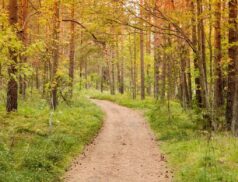 Woodland