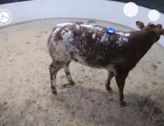 TOP selling lot yesterday at Roscommon Mart. BB heifer sells for €2,400 via LSL Auctions