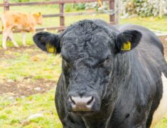 bull fertility ireland