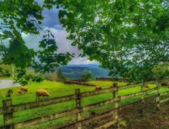 fertiliser on sheep farms