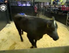 TOP lot at Gort Mart yesterday, BBx in Lot 502, Sold for €3,320 via LSL Auctions