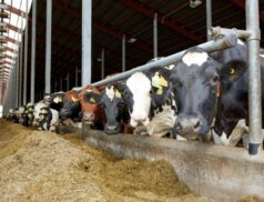 Dairy farmers