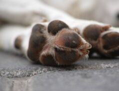 Fallen Animals