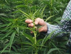 Hemp fibre crop