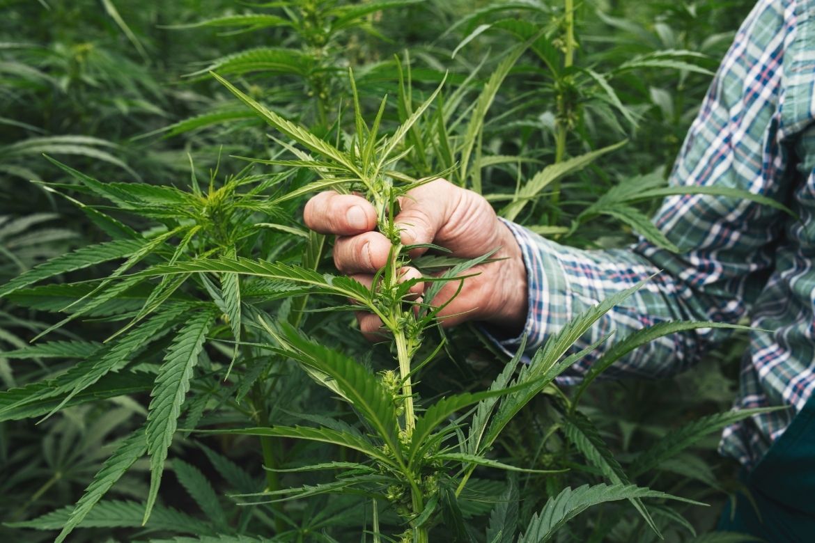 Viability of hemp and fibre crops under review - LSL Auctions News