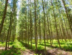 Ireland agroforestry grant aid