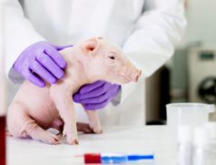 Irish Pig Health Society 2022 IPHS Symposium